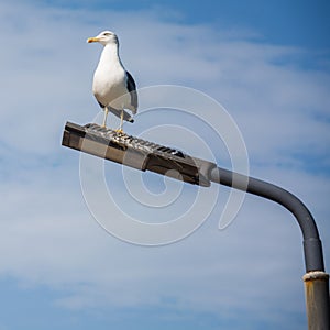 Seagull sitting on light post