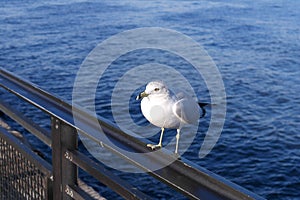 A seagull sitting on a metal rail with an water background or backdrop