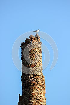A seagull on the old chimney