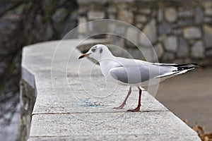 A seagull sitting on a pedestal