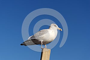 A seagull sitting on a piece of wood against a clear blue sky background