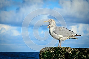 Seagull