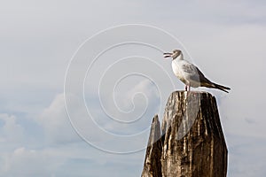 Seagull sitting on a pole. In the Venice