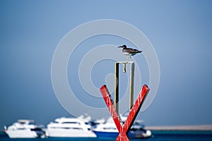 Seagull sitting at the port in egypt