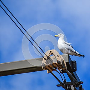 Seagull Sitting on Pulley System with Wires