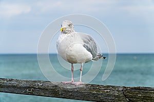 Seagull sitting on the railing of a footbridge