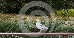 A seagull sitting on railing.