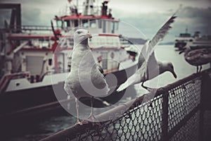 Seagull sitting on a reiling in the harbour of Seattle