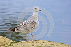 Seagull sitting on the rock