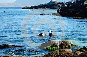 Seagull sitting on a rock at Bahia Inglesa photo