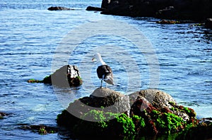 Seagull sitting on a rock at Bahia Inglesa photo