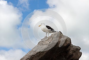 Seagull sitting on rock with cloudy sky background