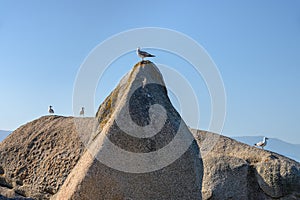 Seagull sitting on a rock