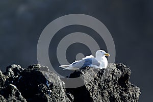 Seagull sitting on a rock.