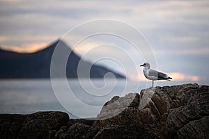 Seagull sitting on a rock at scenic Haukland Beach on Lofoten Islands in Norway during quiet and peaceful sunset