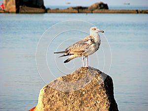 Seagull sitting on rock