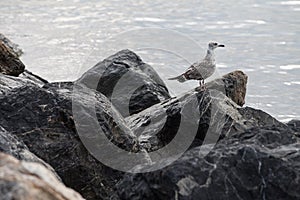 Seagull sitting on the rocks. Selective focus
