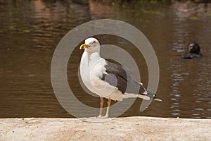 Seagull sitting on sand