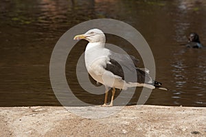 Seagull sitting on sand