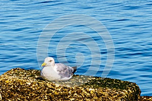 Seagull sitting at the shore of the Oosterschelde at Neeltje Jans island in Zeeland