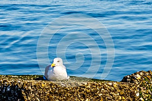 Seagull sitting at the shore of the Oosterschelde at Neeltje Jans island in Zeeland