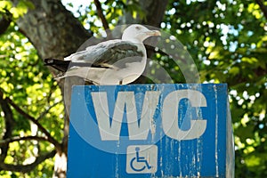 Seagull sitting on a signboard toilet for the disabled