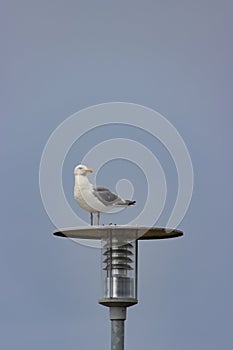 Seagull sitting on a street light