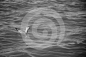 Seagull Sitting on the Surface of the Ocean