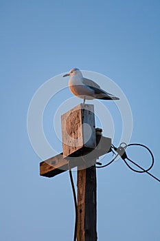 Seagull Sitting on a Telephone Pole
