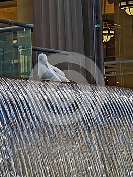 Seagull Sitting on Top of Fountain, Martin Place, Sydney, Australia
