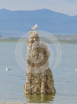 Seagull sitting on top of a tufa photo