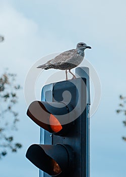 Seagull sitting on the traffic light
