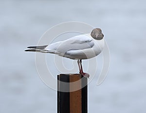 Seagull is sitting on a vertical pipe