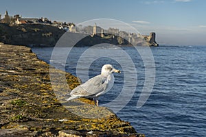 Seagull watching the blue ocean