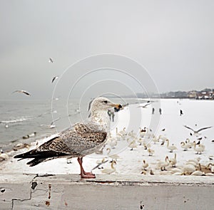 Seagull sitting on wooden bord photo