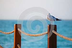 Seagull sitting on the wooden fence on the beach at sunset