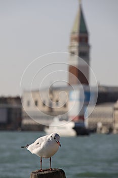 seagull sitting on a wooden pole with a bokeh background of the famous tower on san marco square in Venice