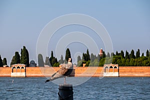Venice - A seagull sitting on a wooden pole in city of Venice, Veneto, Northern Italy, Europe