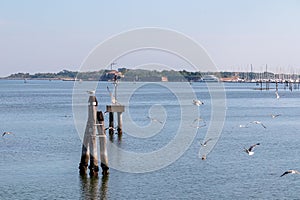 Sottomarina - Seagull sitting on wooden pole in city of Venice, Veneto, Northern Italy, Europe.