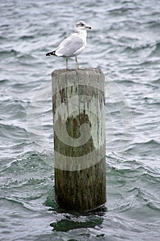 Seagull sitting on a wooden post in Boston harbor, USA.