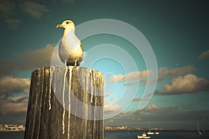 Seagull sitting on a wooden post on the coast at sunset