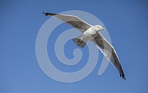 A seagull and the skies.