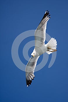 Seagull in the sky