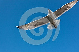 Seagull on sky