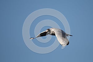 Seagull in the sky photo