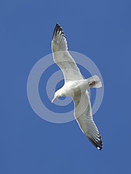 Seagull in the sky. photo