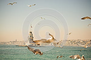 Seagull in a sky with a Maiden`s tower