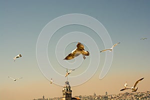 Seagull in a sky with a Maiden`s tower