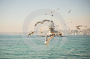 Seagull in a sky with a Maiden`s tower