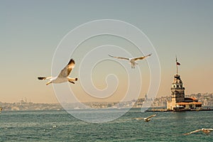 Seagull in a sky with a Maiden`s tower